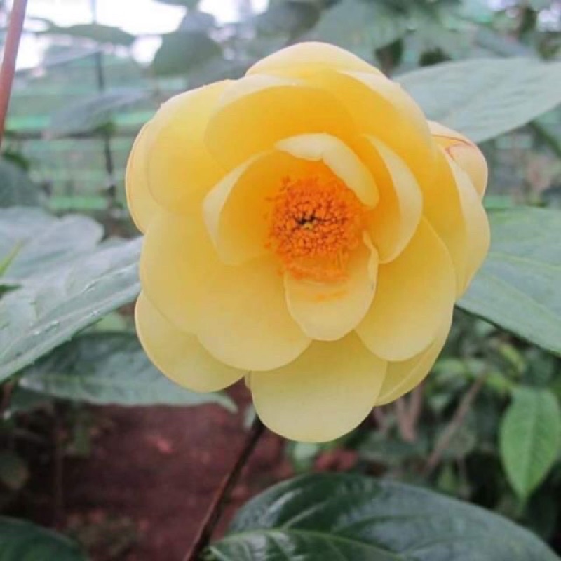 Cây giống trà hoa vàng 25-30cm