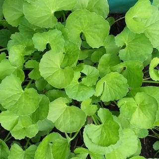 Hạt giống rau má lá nhỏ rado 05 1gr