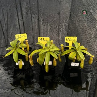 Tổng hợp cây nắp ấm của hắc tê - exotic garden