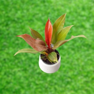 Cây Trầu Bà Đế Vương đỏ mini để bàn