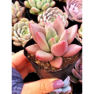 Siêu giảm giá sen đá Sỏi Anh Đào szie bầu