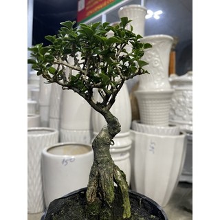 Sam hương gốc to dạng phôi