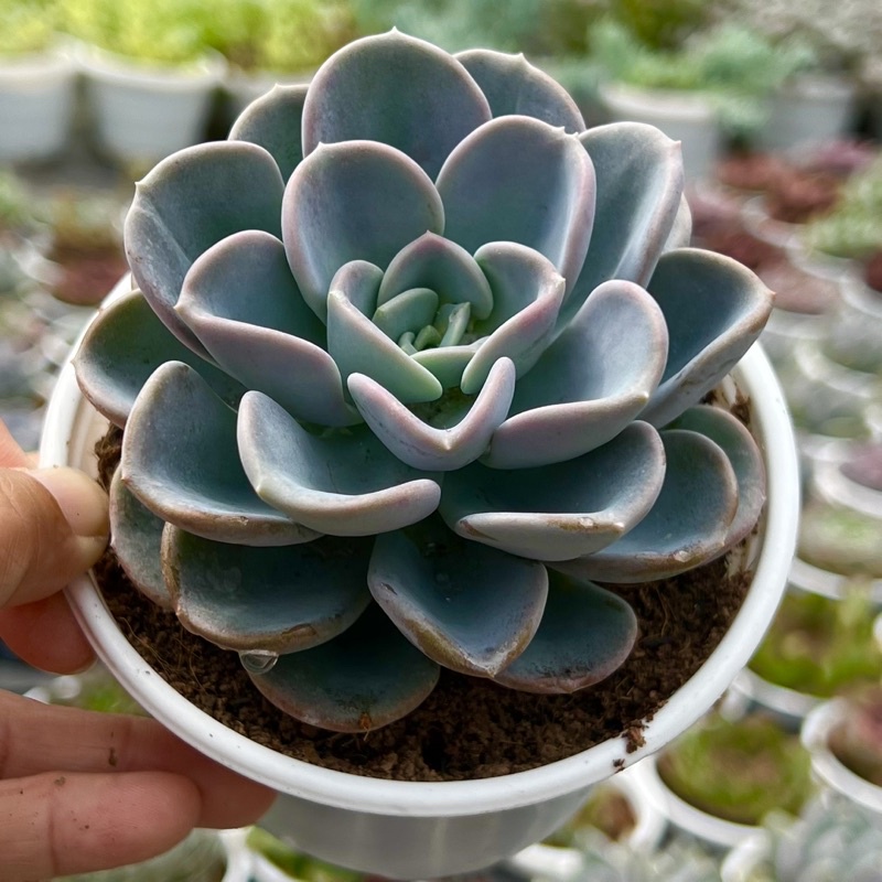 Cây sen đá Mẫu Đơn THUANPHAT GARDEN size trung bình 8-10cm, siêu xinh siêu kute, lỗi 1 đổi 1