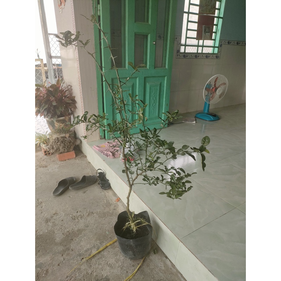 Cây 450k. Hàng xanh khoẻ, cây gần 3 năm, cao tầm 1,1m