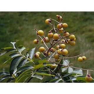 cây giống Bồ Hòn (Giống Cây Siêu Tốt Chuẩn F1)