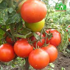 #Hạt_Giống_Cà_Chua_Siêu_Bột