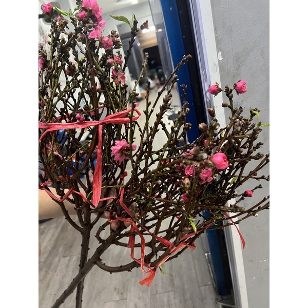 Hoa Đào Nhật Tân tại SG