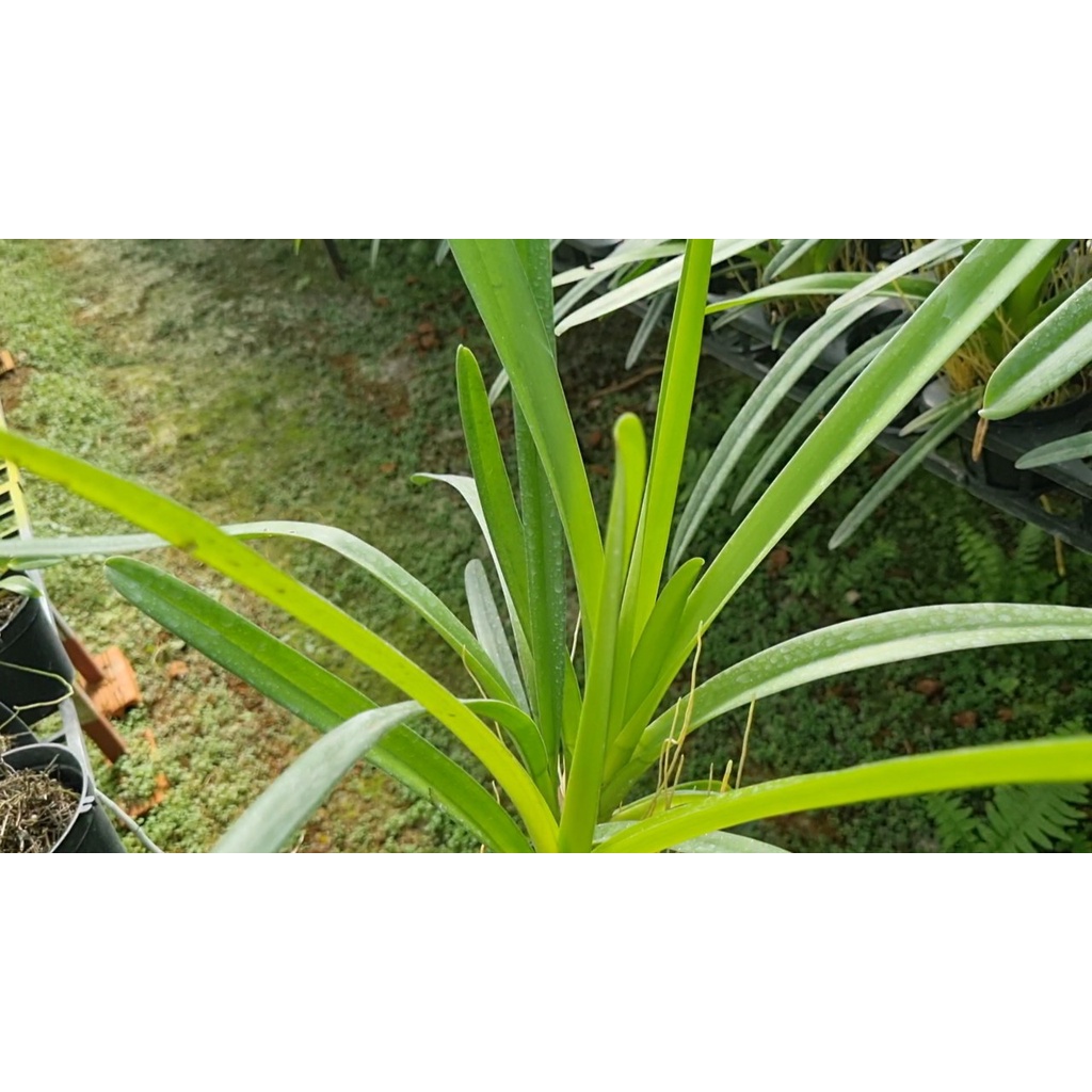 KIẾM VÀNG THÁI, KIẾM XANH THÁI CHẬU TRƯỞNG THÀNH 1 MẸ 2 CON