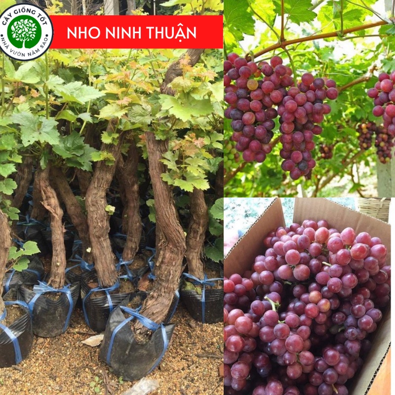 Cây giống Nho Ninh Thuận,phù hợp với khí hậu 3 miền , sớm cho trái,giống khỏe ít sâu bệnh.
