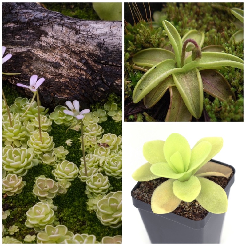 cây cỏ bơ, pinguicula