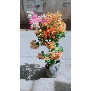 Cây hoa giấy hàng đẹp