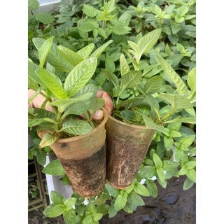 Cây rau xá xị (rau quế vị)