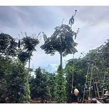 Cây giống núc nác rừng.