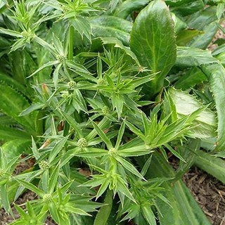 Bông Ngò Gai (Hoa Ngò Gai) tươi