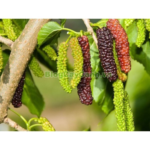 Cây dâu ăn quả trái dài  (Giống Cây Siêu Tốt Chuẩn F1)