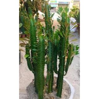 Xương rồng ông - xương rồng 3 cạnh - xương rồng trang trí- xương rồng trừ tà