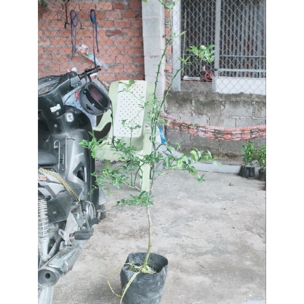 Cây 450k. Hàng xanh khoẻ, cây gần 3 năm, cao tầm 1,1m