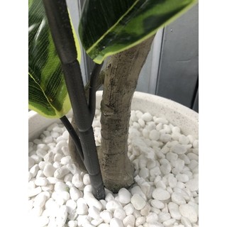 Cây bàng cẩm thạch giả 1,2m