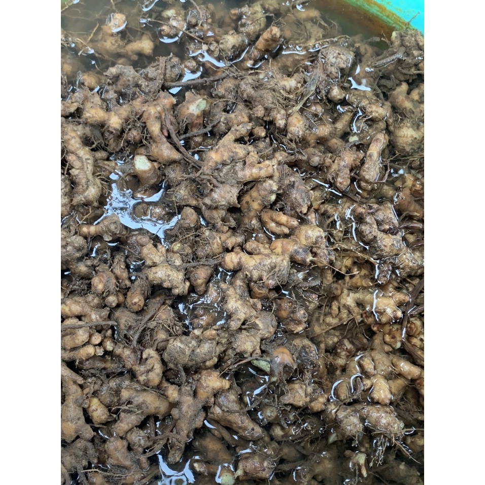 3kg củ gừng gió tươi nguyên cũ