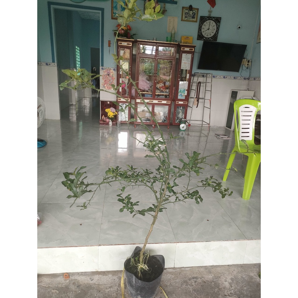 Cây 450k. Hàng xanh khoẻ, cây gần 3 năm, cao tầm 1,1m