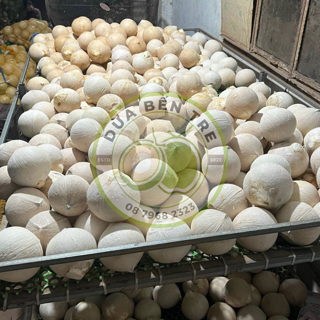 DỪA XIÊM, DỪA DỨA BẾN TRE GỌT TRỌC