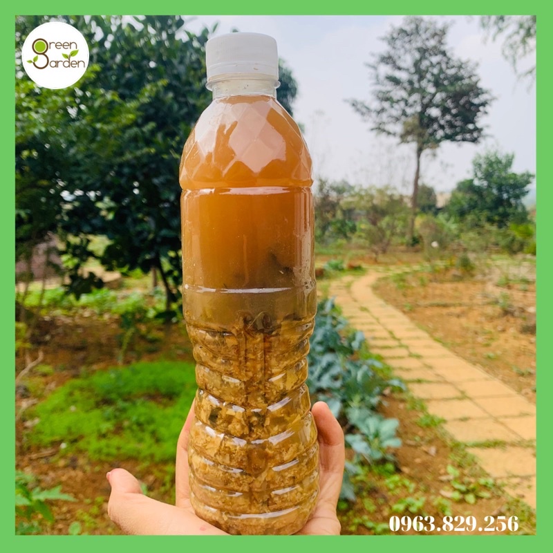 500ml Rượu gừng gió địa liền trầu tiên Yên Tử đánh cảm, giảm mỡ bụng, tắm bé, đánh gió