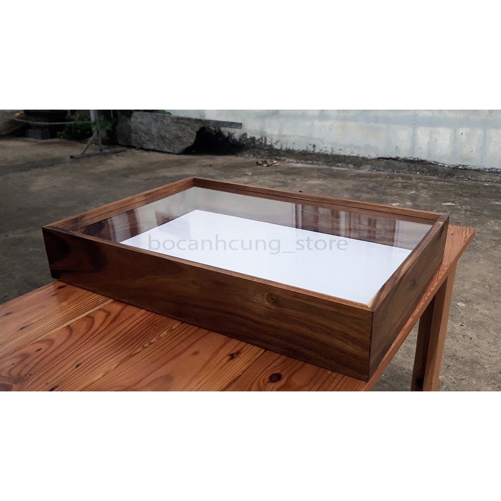 Hộp tiêu bản bọ cánh cứng gỗ tự nhiên 32x47x8cm