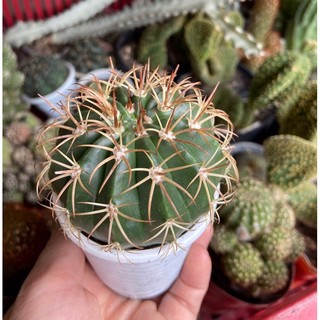 XƯƠNG RỒNG MELO