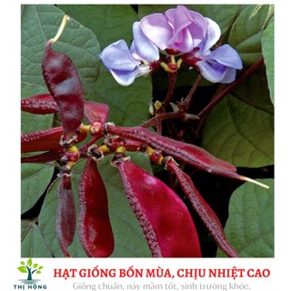 Hạt giống đậu ván đỏ (trái dẹt, màu đỏ đẹp)