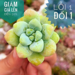 🔆🔆sen đá sỏi lơ size mini - lỗi 1 đổi 1🔆🔆