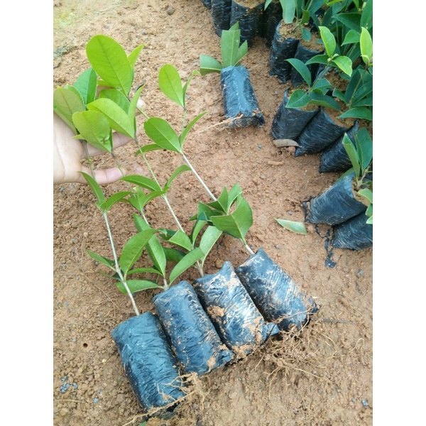 01 CÂY MỘC HƯƠNG GIỐNG