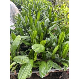 Cây kè Nhật ( cọ Nhật)