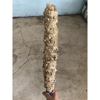 Dớn trụ chile - dớn trụ cho trầu bà leo