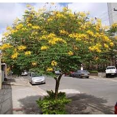 Cây Giống Lim Xẹt ( (Giống Cây Siêu Tốt Chuẩn F1)