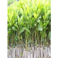 Giống cây Keo Lai