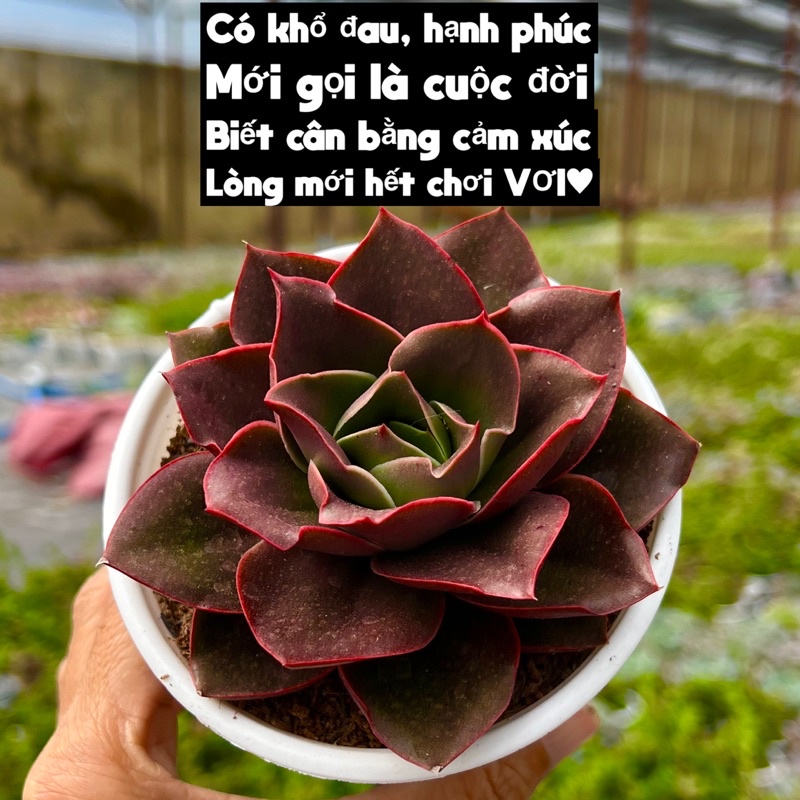 cây sen đá Hồng Nhăn THUANPHAT GARDEN size trung bình 8-10cm, màu siêu đẹp, lỗi 1 đổi 1