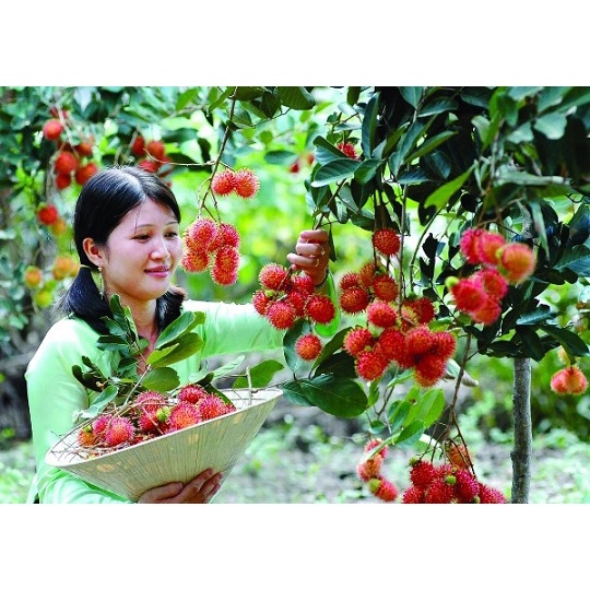 cây chôm chôm thái siêu sớm (giống cây chất lượng)