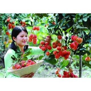 Cây chôm chôm thái siêu sớm