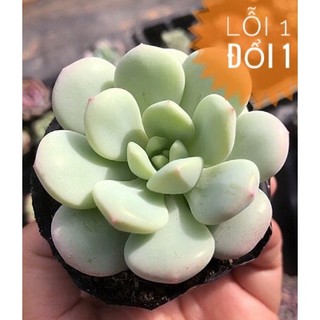 ⚡️ giống mới⚡️sen đá sỏi tròn size bầu