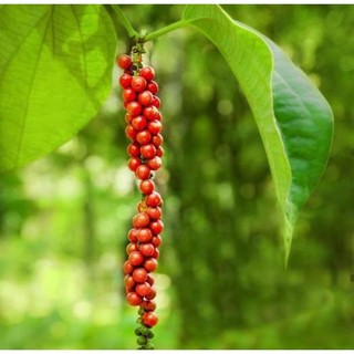 CÂY TIÊU GIỐNG VĨNH LINH (TIÊU ÁC VĨNH LINH)