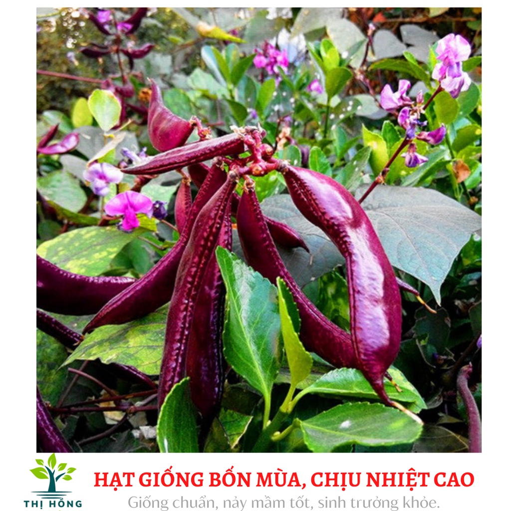 Hạt giống đậu ván đỏ (trái dẹt, màu đỏ đẹp)