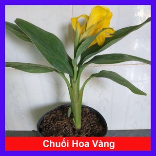 Cây Chuối Hoa thái - cây cảnh sân vườn