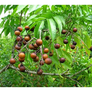 cây giống Bồ Hòn (Giống Cây Siêu Tốt Chuẩn F1)