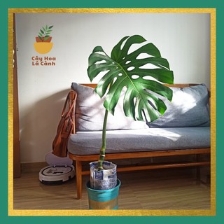 Cây 1 lá trầu bà nam mỹ, monstera delisioca, lá xẻ