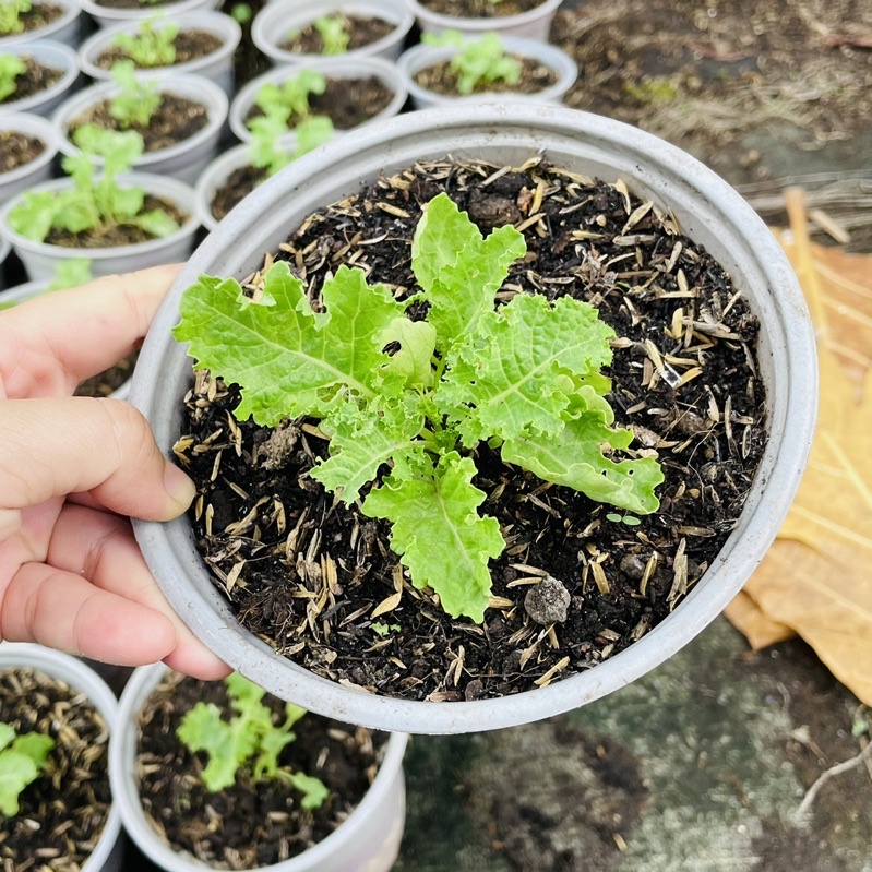 Cải Kale