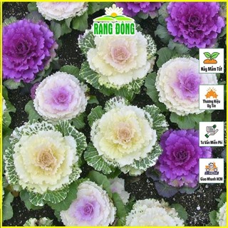 Hạt giống hoa bắp cải nhiều màu rado 872 0.03gr