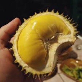 Cây giống sầu riêng mini thái lan (giống cây chất lượng)