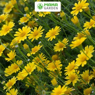 Hạt giống hoa cúc sao băng rado 865