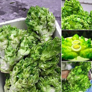 #Hạt_Giống_Cải_Mầm_Đá (tặng kèm kích mầm + phân bón )