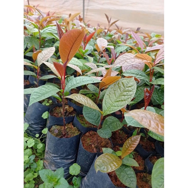 Cây giống trà hoa vàng 25-30cm